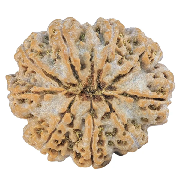 9 Mukhi Rudraksha 28mm 6.1gm - Rudraksha back