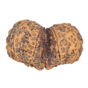 10 Mk Gaurishankar 40.5mm 9.38gm - Rudraksha back