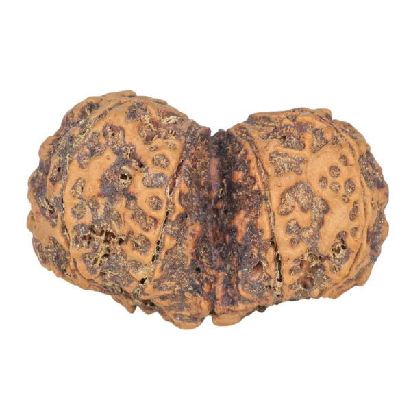 10 Mk Gaurishankar 40.5mm 9.38gm - Rudraksha back