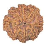 8 Mukhi Rudraksha 25.7mm 5.54gm - Rudraksha back