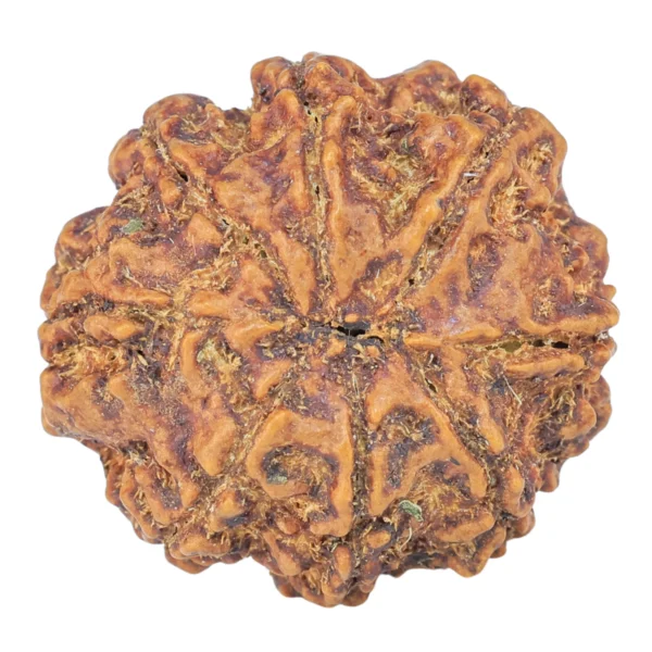 8 Mukhi Rudraksha 25.7mm 5.54gm - Rudraksha back