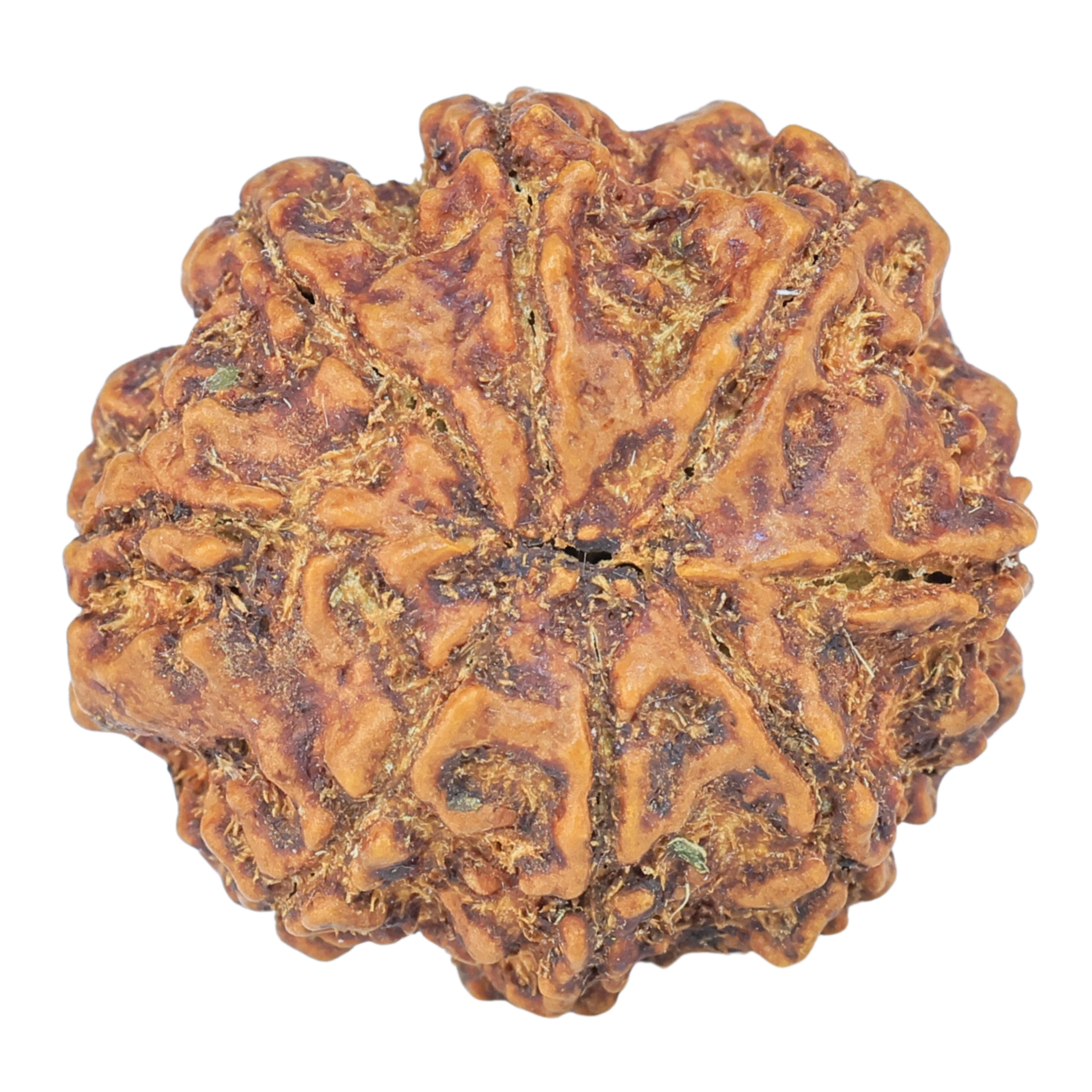 8 Mukhi Rudraksha 25.7mm 5.54gm - Rudraksha back