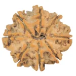 8 Mukhi Rudraksha 25.6mm 4.52gm - Rudraksha back