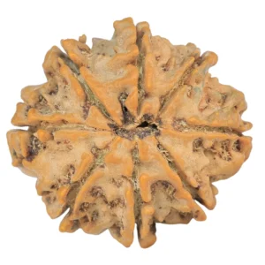 8 Mukhi Rudraksha 25.6mm 4.52gm - Rudraksha back