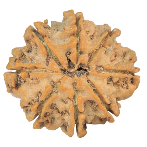 8 Mukhi Rudraksha 25.6mm 4.52gm - Rudraksha back