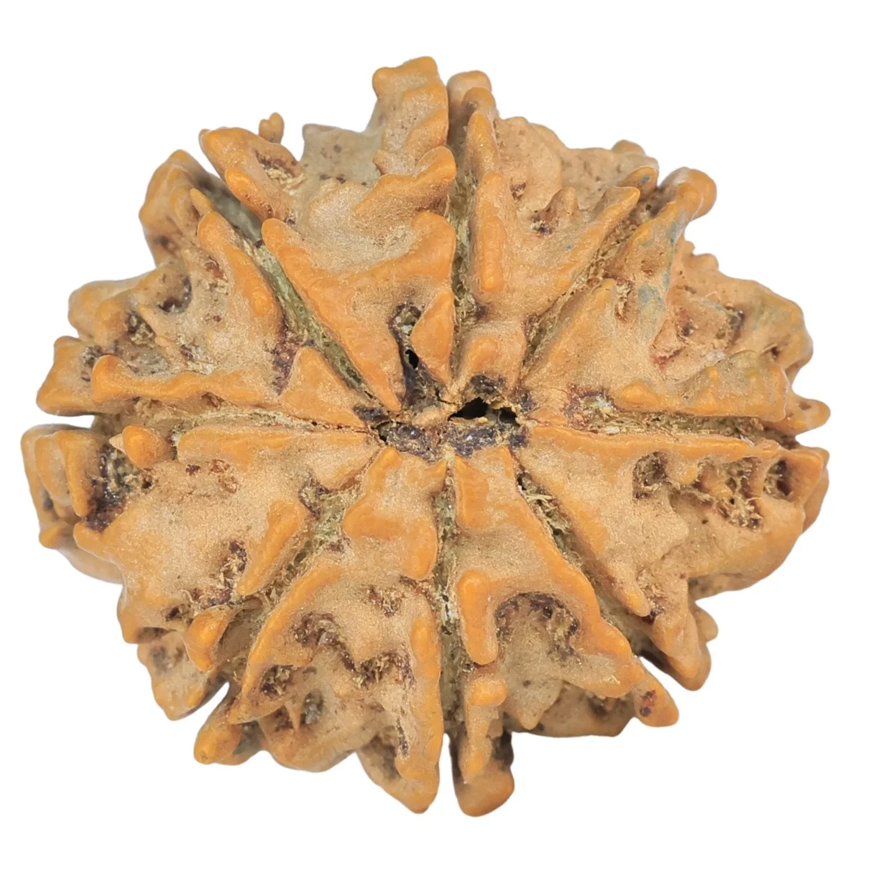 8 Mukhi Rudraksha 25.6mm 4.52gm - Rudraksha back