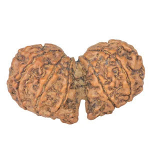 11 MK Gaurishankar 38.9mm 6.9gm - Rudraksha back