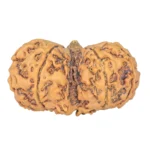 11 MK Gaurishankar 37.8mm 7.79gm - Rudraksha back