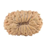 17 Mukhi Rudraksha 13.9mm 0.53gm - Rudraksha back