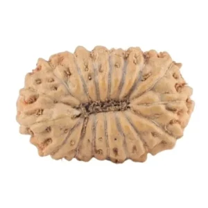 17 Mukhi Rudraksha 13.9mm 0.53gm - Rudraksha back