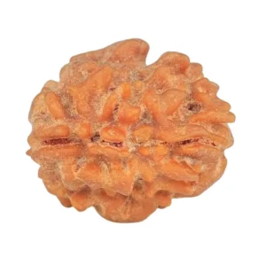 1 Mukhi Rudraksha 14.4mm 0.89gm - Rudraksha back