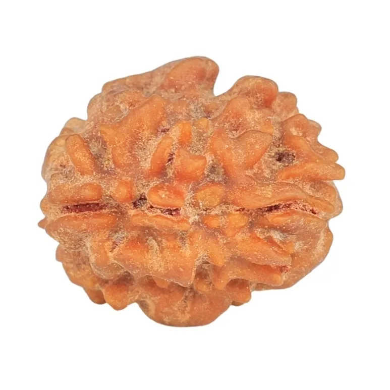 1 Mukhi Rudraksha 14.4mm 0.89gm - Rudraksha back