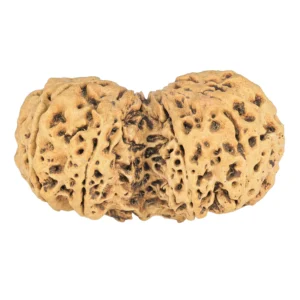 9 MK Gaurishankar 41.4mm 5.61gm - Rudraksha back