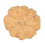 8 Mukhi Rudraksha 29.2mm 7.87gm - Rudraksha back