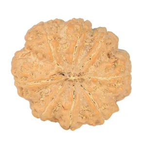 8 Mukhi Rudraksha 29.2mm 7.87gm - Rudraksha back