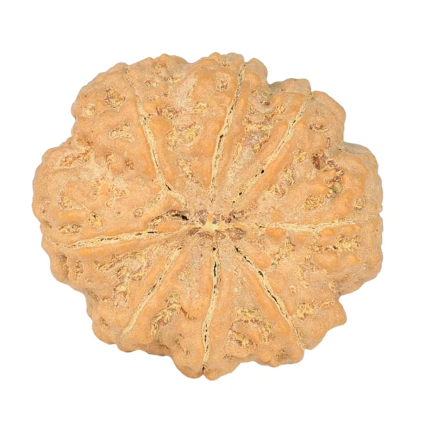8 Mukhi Rudraksha 29.2mm 7.87gm - Rudraksha back