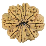9 Mukhi Rudraksha 31.8mm 7.91gm - Rudraksha back