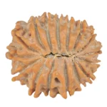 16 Mukhi Rudraksha 22.2mm 3gm - Rudraksha back