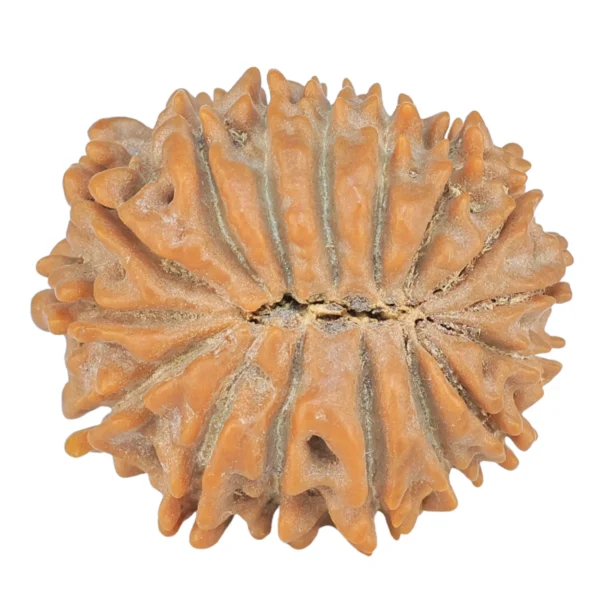 16 Mukhi Rudraksha 22.2mm 3gm - Rudraksha back