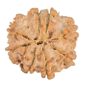 8 Mukhi Rudraksha 26.1mm 6gm - Rudraksha back