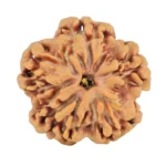 1MK(Underdeveloped) 21.6mm 3.22gm - Rudraksha back