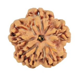 1MK(Underdeveloped) 21.6mm 3.22gm - Rudraksha back