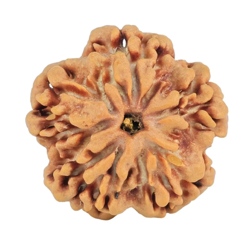 1MK(Underdeveloped) 21.6mm 3.22gm - Rudraksha back