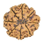 8 Mukhi Rudraksha 25.1mm 4.22gm - Rudraksha back