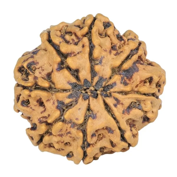 8 Mukhi Rudraksha 25.1mm 4.22gm - Rudraksha back