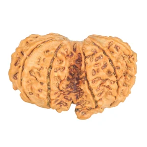 10 Mk Gaurishankar 34.3mm 6gm - Rudraksha back