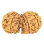 7 MK Gaurishankar 33mm 3.54gm - Rudraksha back