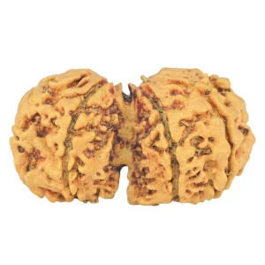 7 MK Gaurishankar 33mm 3.54gm - Rudraksha back