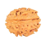 1 Mukhi Rudraksha 18.7mm 1.74gm - Rudraksha back