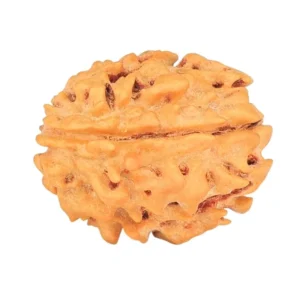 1 Mukhi Rudraksha 18.7mm 1.74gm - Rudraksha back