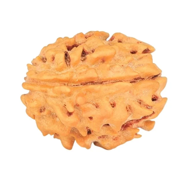 1 Mukhi Rudraksha 18.7mm 1.74gm - Rudraksha back