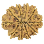 10 Mukhi Rudraksha 32.7mm 7gm - Rudraksha back