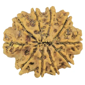 10 Mukhi Rudraksha 32.7mm 7gm - Rudraksha back