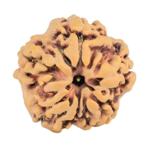 1MK(Underdeveloped) 20.4mm 3.23gm - Rudraksha back