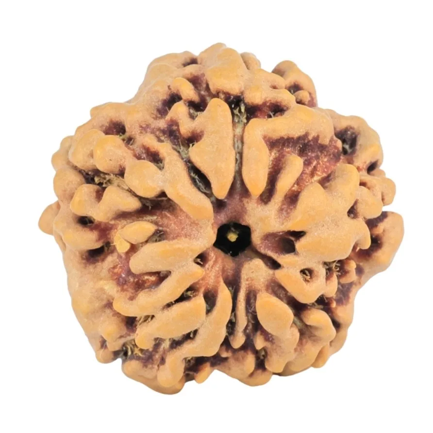 1MK(Underdeveloped) 20.4mm 3.23gm - Rudraksha back