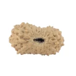 17 Mukhi Rudraksha 14.1mm 0.38gm - Rudraksha back
