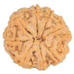 8 Mukhi Rudraksha 28.5mm 6.88gm - Rudraksha back
