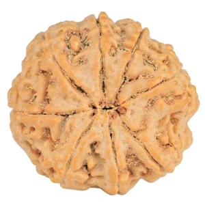 8 Mukhi Rudraksha 28.5mm 6.88gm - Rudraksha back