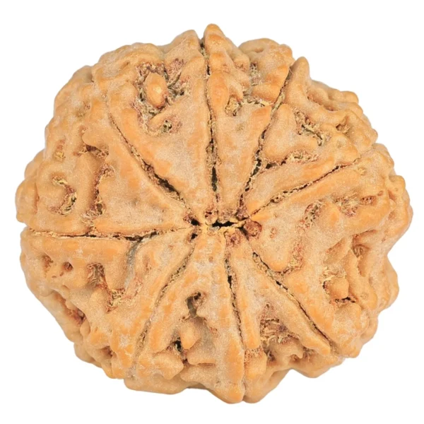 8 Mukhi Rudraksha 28.5mm 6.88gm - Rudraksha back
