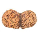 10 Mk Gaurishankar 39.8mm 8.32gm - Rudraksha back