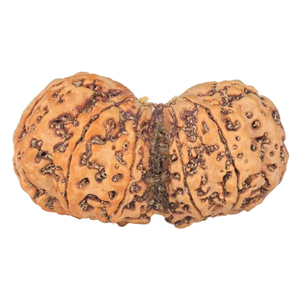 10 Mk Gaurishankar 39.8mm 8.32gm - Rudraksha back
