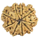 9 Mukhi Rudraksha 29.8mm 5.78gm - Rudraksha back