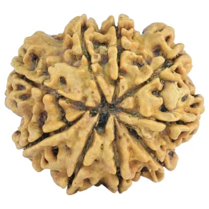 9 Mukhi Rudraksha 29.8mm 5.78gm - Rudraksha back