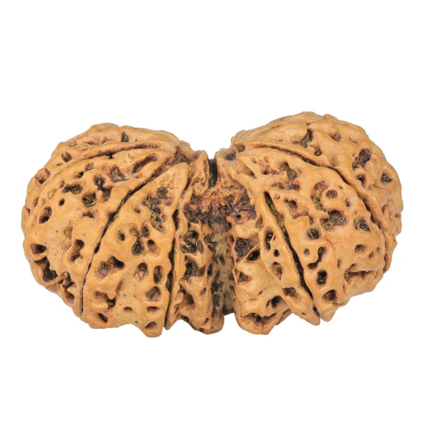 11 MK Gaurishankar 38.1mm 6.35gm - Rudraksha back