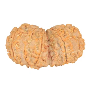10 Mk Gaurishankar 36.7mm 6.69gm - Rudraksha back