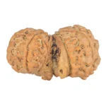 10 Mukhi G.S & Ganesh 31.8mm 4.47gm - Rudraksha back